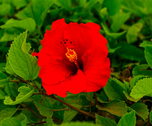 istock beautiful hibiscus flower 1168460126
