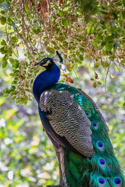 istock close up of Male Peacock under a shady tree 1168460491