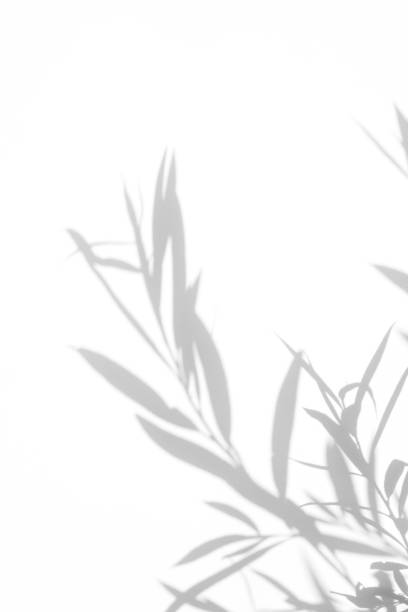 istock Gray shadow of the leaves on a white wall. 1168461114