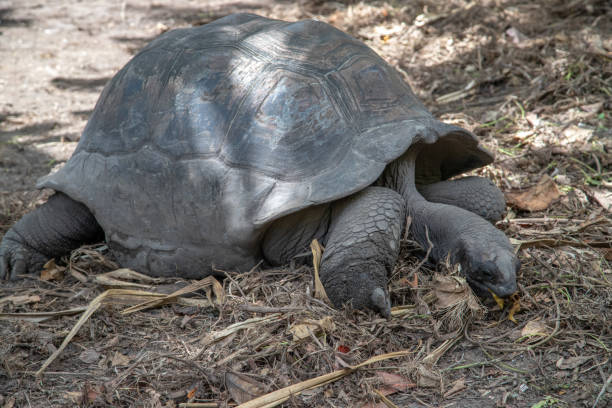 istock Turtles on Seychelles island La Digue 1168461323