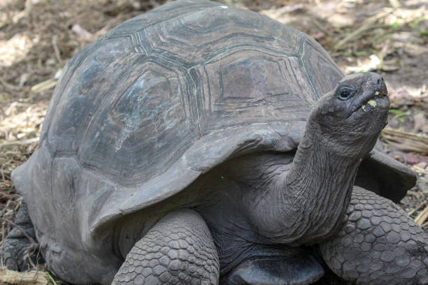 istock Turtles on Seychelles island La Digue 1168461333