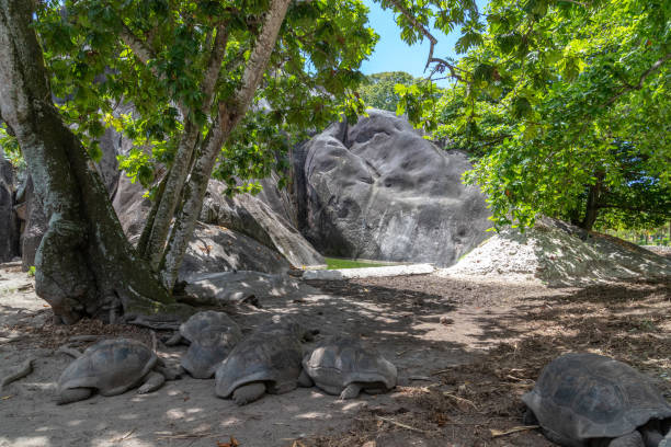istock Turtles on Seychelles island La Digue 1168461379