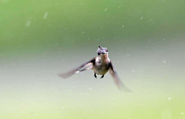 istock Hummingbird in flight on rainy day 1168462234