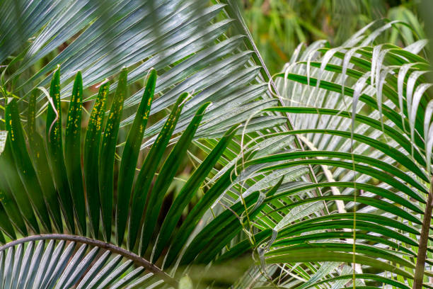 istock Palm tree leaves on Mauritius island 1168462566