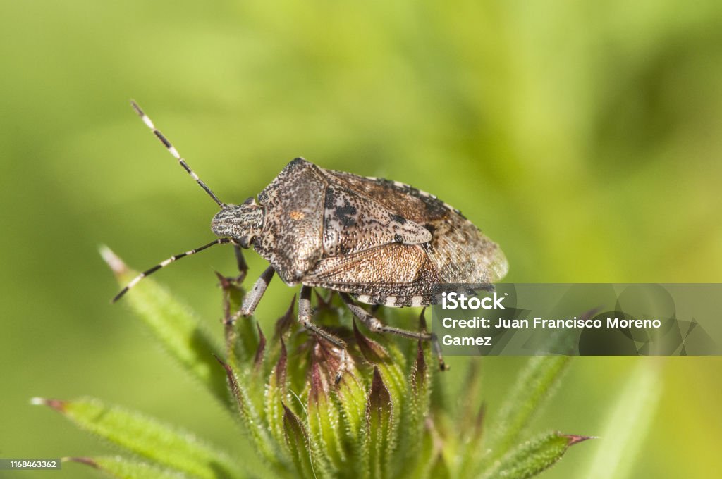Smogged Bug Rhaphigaster Nebulosa Mottled Shieldbug Stink Bug Nice Looking Marbled ...