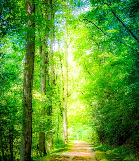 istock Blue green fantasy forest with single lane road - idyllic - summer, soft focus 1168463379