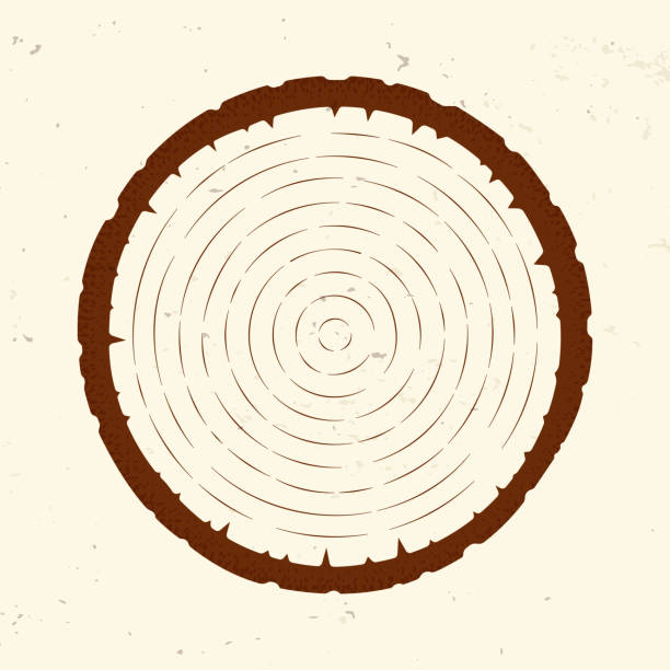 나무 반지 슬라이스 - bark backgrounds textured wood grain stock illustrations
