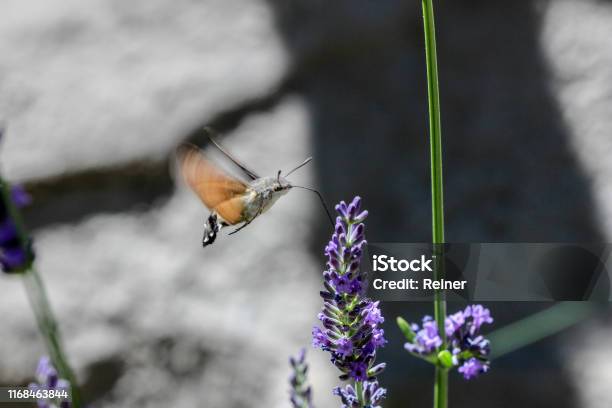 Kolibri Hawk Moth On Lavender Stock Photo - Download Image Now - Animal, Animal Body Part, Animal Wildlife