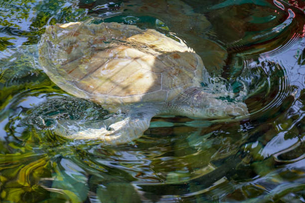 istock Close up of albino sea turtle 1168464775