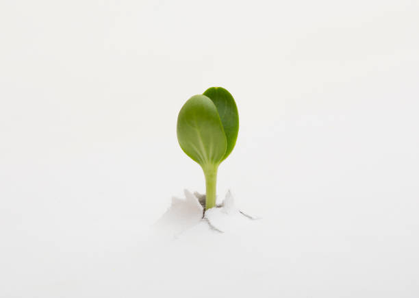 istock plant is tearing up white paper 1168465878
