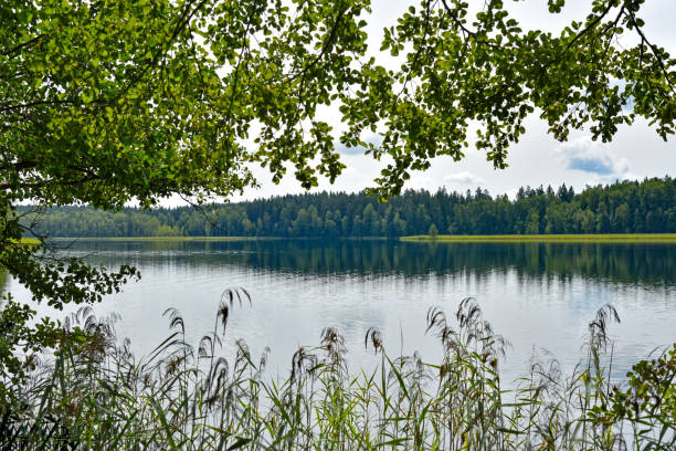 istock Forest lake in a natural park in summer 1168466141