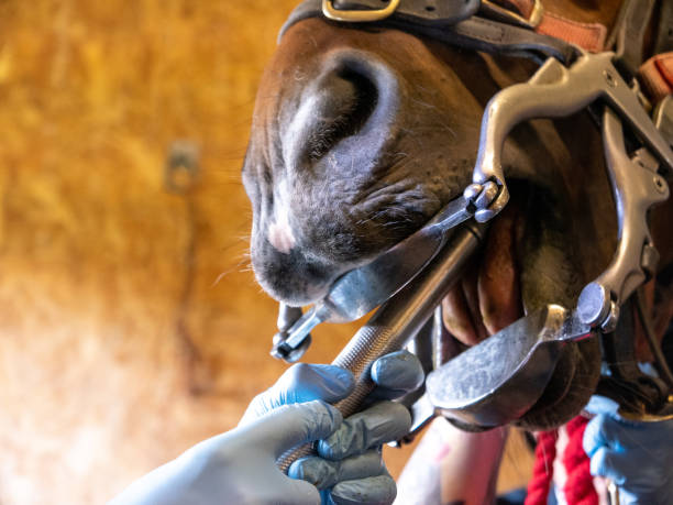 Rasping of a horse’s teeth, during equine dental treatment A veterinarian rasping a horse’s teeth during dental treatment, using a battery powered dental float. The horse is fitted with an aluminium equine dentistry speculum, with bite plates, which is used to hold the horse’s mouth open during treatment. Someone is holding the horse still with a red rope. vet treating horse stock pictures, royalty-free photos & images