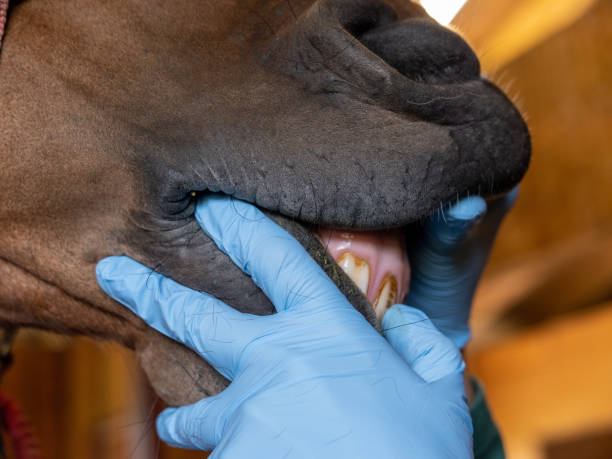 um veterinário inspecionando os dentes de um cavalo durante a verificação anual acima - livestock horse bay animal - fotografias e filmes do acervo