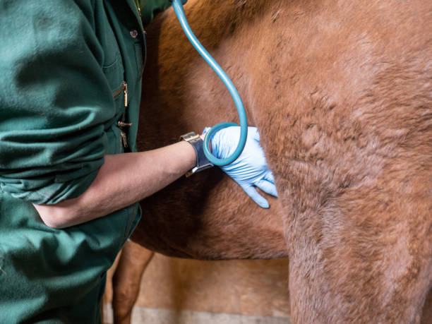 istock Veterinarian using a stethoscope to listen to a horse’s heart 1168467656