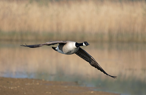 Canada goose flying low over lake