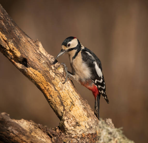 istock Great Spotted Woodpecker perched on branch 1168467716