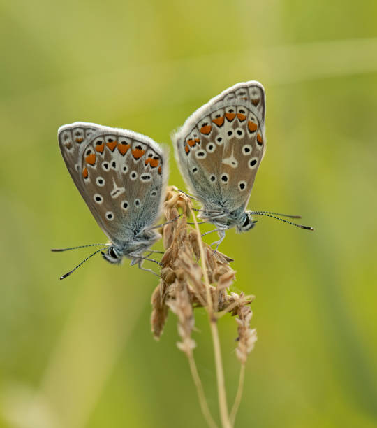 Male Common blue Butterflies (Polyomatus icarus)