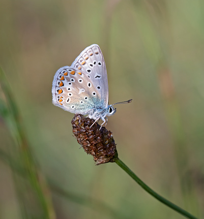 Common blue Butterflies at rest with closed wings
