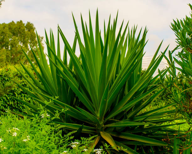 istock beautiful green bush yucca 1168468410