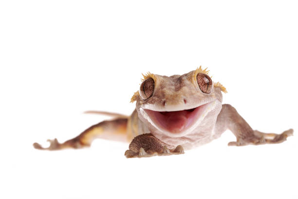 istock Crested gecko with Metabolic Bone Disease on isolated white background 1168471844