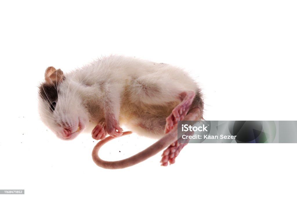 Image of frozen rat / white mice, reptile food for snakes isolated white background Image of frozen rat / white mice, reptile food for snakes Accidents and Disasters Stock Photo