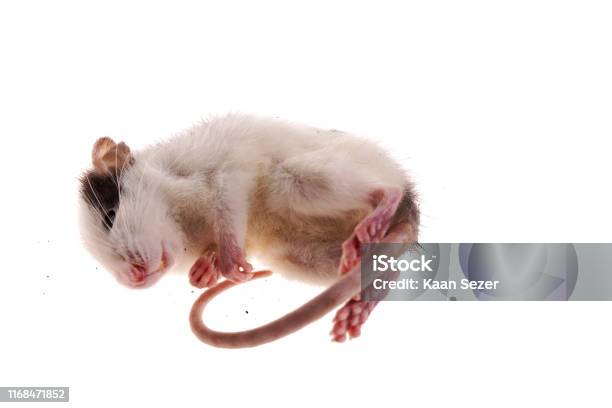 Image Of Frozen Rat White Mice Reptile Food For Snakes Isolated White Background Stock Photo - Download Image Now