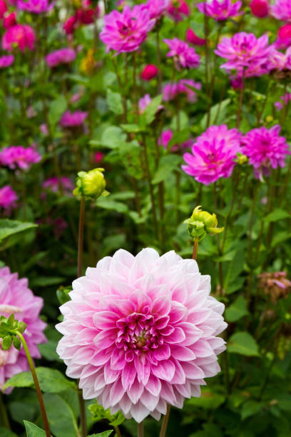 istock Dahlias in bright colors 1168472628