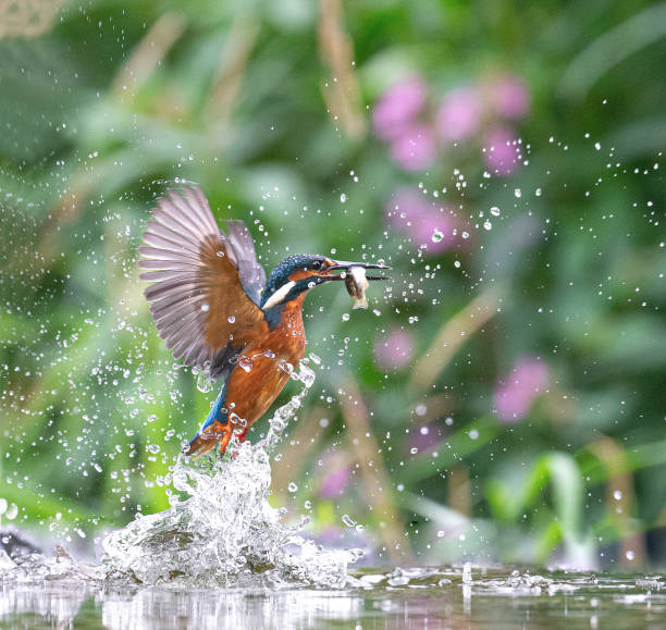 istock Kingfisher emerging from water with a fish in its bill 1168473919