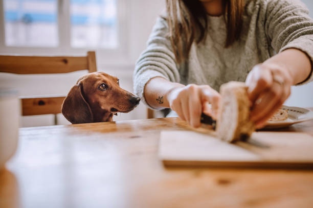 istock Having Breakfast With Her Dachshund Dog 1168475029