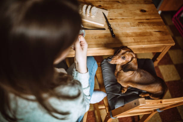istock Having Breakfast With Her Dachshund Dog 1168475037