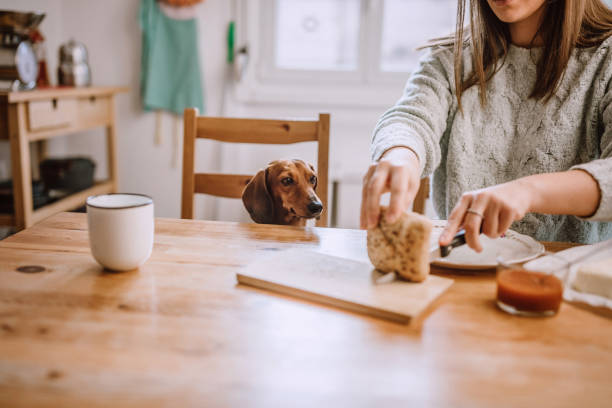 istock Having Breakfast With Her Dachshund Dog 1168475067