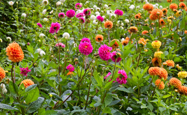 istock Dahlias in bright colors 1168475101