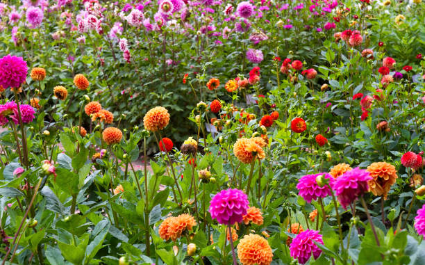 istock Dahlias in bright colors 1168475113