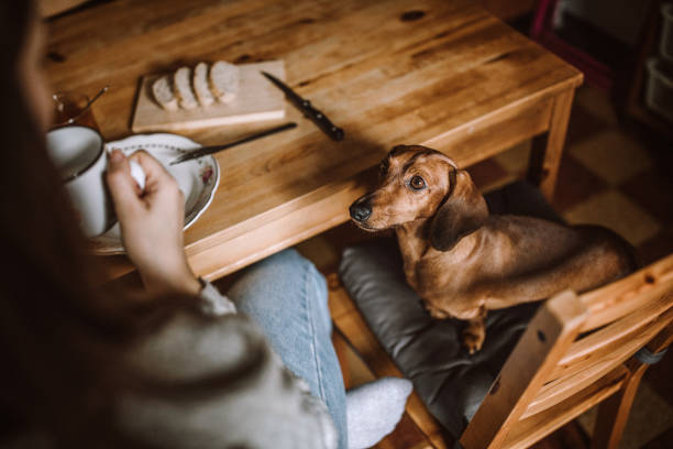 istock Having Breakfast With Her Dachshund Dog 1168475124