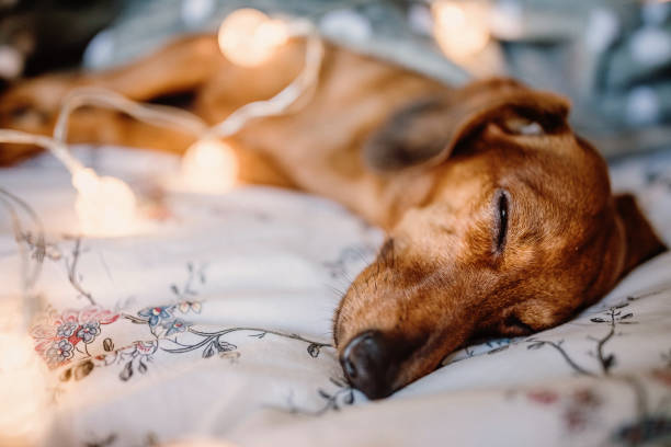istock Beautiful dachshund sleeping under blanket on Christmas morning 1168475129