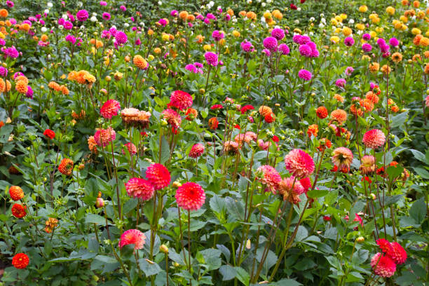 istock Dahlias in bright colors 1168476337