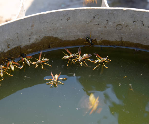 le vespe bevono acqua dalla padella, nuotano sulla superficie dell'acqua - emotional stress water surface water insect foto e immagini stock