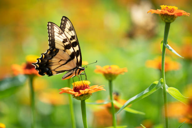 istock Butterfly on zinnia 1168479458