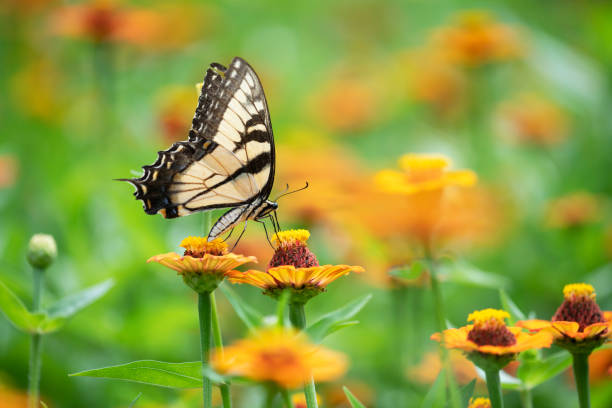 istock Butterfly on zinnia 1168479459