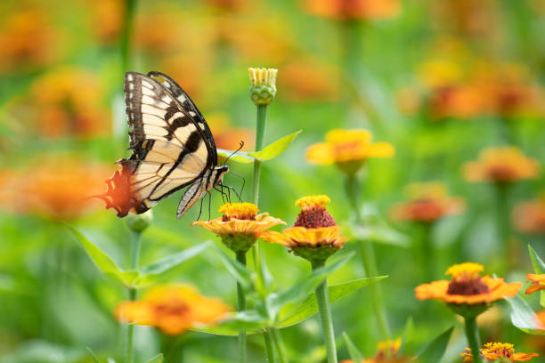 istock Butterfly on zinnia 1168479476
