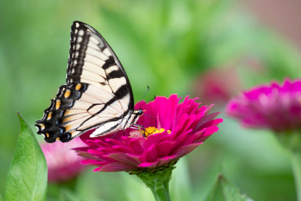 istock Butterfly on zinnia 1168479487