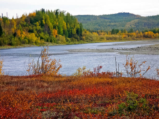 River and forest. Autumn landscape on the Yamal Peninsula under