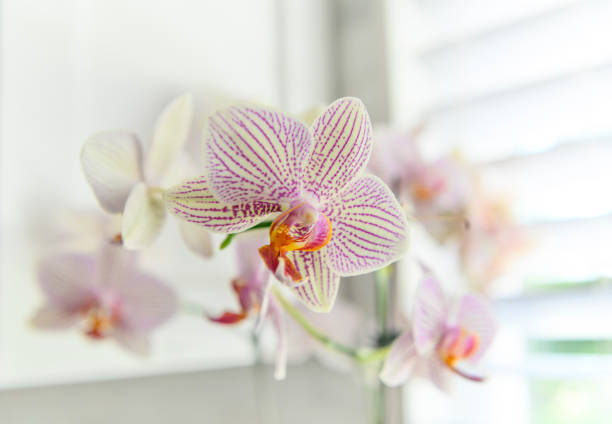 Purple/white orchid flower on window sill stock photo