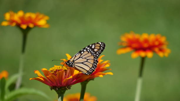 istock Close-up bokeh image of colorful Monarch butterfly 1168483692