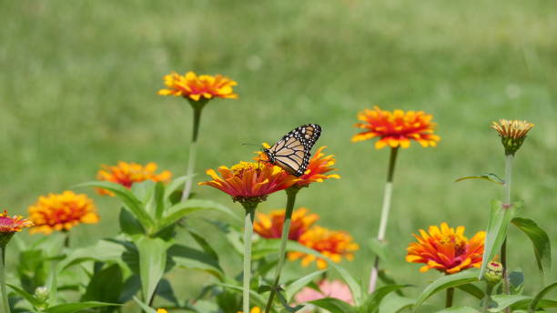 istock Colorful Monarch butterfly feeding on orange flower 1168483702