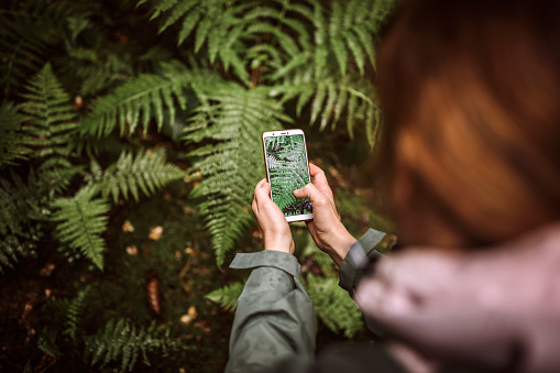 Unrecognizable Woman taking photos with smart phone of fern in forest