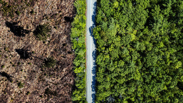 Clear Cutting Border Aerial view of a clear cut area bordering a rural highway. deforestation stock pictures, royalty-free photos & images