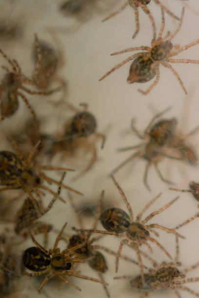 istock Nest with lots of little spiders 1168488747