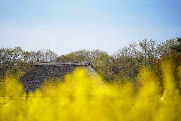 Beautiful flowers and Japanese roofs.