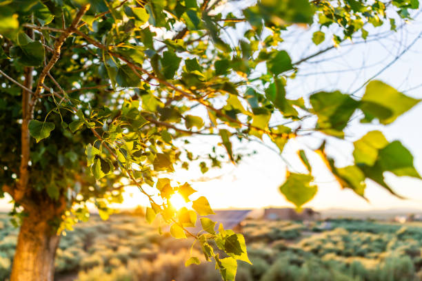 view of sunset through tree leaves in ranchos de taos valley and green landscape in summer with sunlight sunburst - ranchos de taos imagens e fotografias de stock